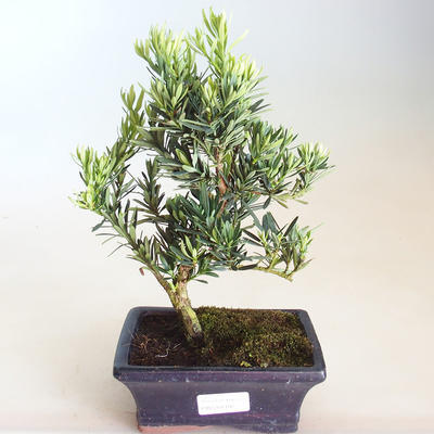 Pokojová bonsai - Podocarpus - Kamenný tis PB2201182 - 1