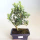 Pokojová bonsai - Podocarpus - Kamenný tis PB2201182 - 1/2
