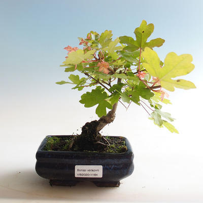 Venkovní bonsai-Acer campestre-Javor babyka - 1