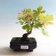 Venkovní bonsai-Acer campestre-Javor babyka - 1/2