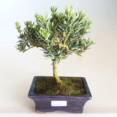 Pokojová bonsai - Podocarpus - Kamenný tis PB2201184 - 1