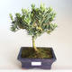 Pokojová bonsai - Podocarpus - Kamenný tis PB2201184 - 1/2