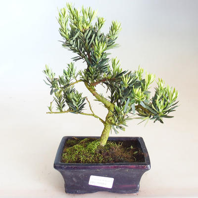 Pokojová bonsai - Podocarpus - Kamenný tis PB2201185 - 1