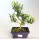 Pokojová bonsai - Podocarpus - Kamenný tis PB2201185 - 1/2