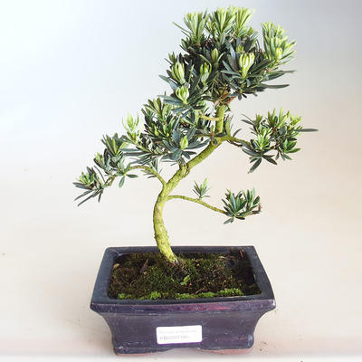 Pokojová bonsai - Podocarpus - Kamenný tis PB2201186 - 1