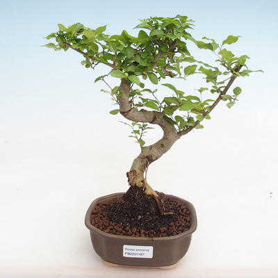 Pokojová bonsai -Ligustrum chinensis - Ptačí zob PB2201187