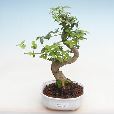 Pokojová bonsai -Ligustrum chinensis - Ptačí zob PB2201188