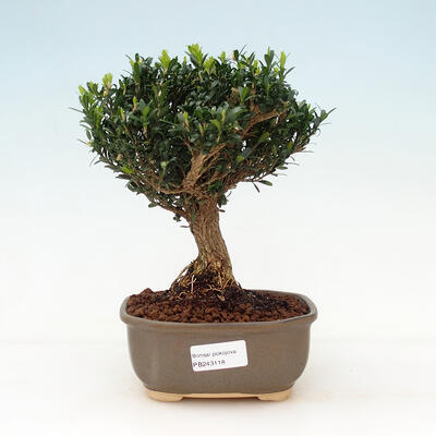 Pokojová bonsai - Buxus harlandii - korkový buxus - 1