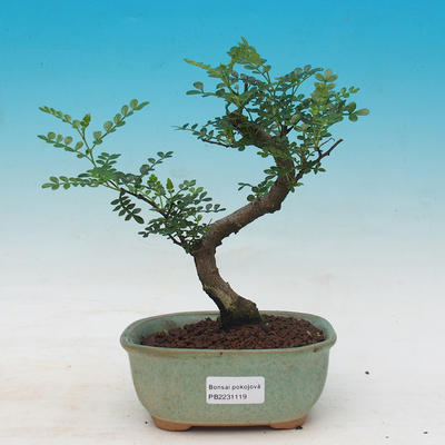 Pokojová bonsai - Zantoxylum piperitum - Pepřovník - 1