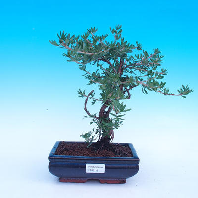 Venkovní bonsai -Mochna křovitá - Potentilla fruticosa - 1