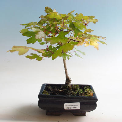 Venkovní bonsai-Acer campestre-Javor babyka - 1