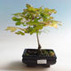 Venkovní bonsai-Acer campestre-Javor babyka - 1/2