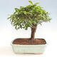 Pokojová bonsai - Australská třešeň - Eugenia uniflora - 1/2