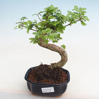 Pokojová bonsai -Ligustrum chinensis - Ptačí zob PB2201196
