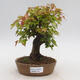Venkovní bonsai - Javor Buergerianum - Javor Burgerův - 1/6