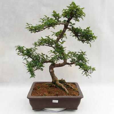 Pokojová bonsai - Zantoxylum piperitum - Pepřovník PB2191200 - 1