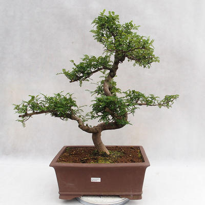 Pokojová bonsai - Zantoxylum piperitum - Pepřovník PB2191201 - 1