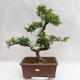 Pokojová bonsai - Zantoxylum piperitum - Pepřovník PB2191201 - 1/5