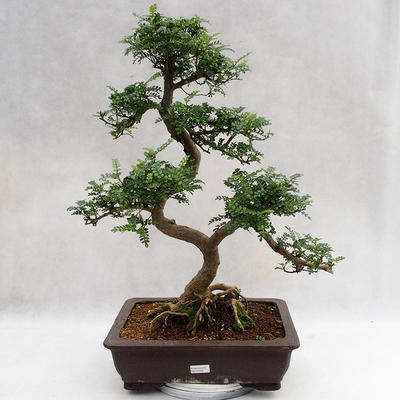 Pokojová bonsai - Zantoxylum piperitum - Pepřovník PB2191202 - 1