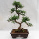 Pokojová bonsai - Zantoxylum piperitum - Pepřovník PB2191202 - 1/5
