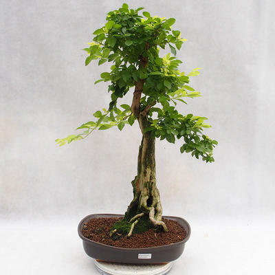 Pokojová bonsai - Duranta erecta Aurea PB2191203 - 1