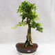 Pokojová bonsai - Duranta erecta Aurea PB2191203 - 1/7