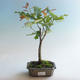 Venkovní bonsai-Quercus robur-Dub letní - 1/2