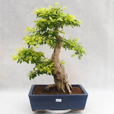 Pokojová bonsai - Duranta erecta Aurea PB2191206 - 1