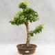 Pokojová bonsai - Duranta erecta Aurea PB2191207 - 1/4