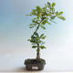 Venkovní bonsai-Quercus robur-Dub letní - 1/2