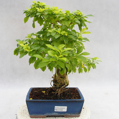Pokojová bonsai - Duranta erecta Aurea PB2191208 - 1