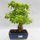 Pokojová bonsai - Duranta erecta Aurea PB2191208 - 1/6