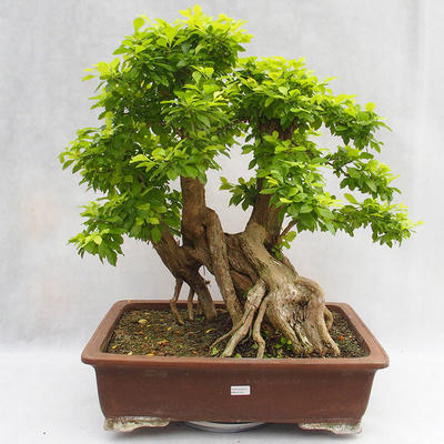 Pokojová bonsai - Duranta erecta Aurea PB2191210 - 1