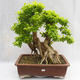 Pokojová bonsai - Duranta erecta Aurea PB2191210 - 1/7