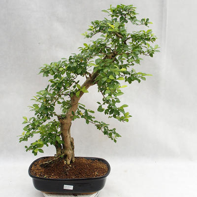 Pokojová bonsai - Duranta erecta Aurea PB2191211 - 1