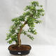 Pokojová bonsai - Duranta erecta Aurea PB2191211 - 1/7