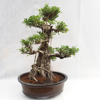 Pokojová bonsai - Ficus kimmen -  malolistý fíkus PB2191217 - 1