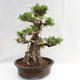 Pokojová bonsai - Ficus kimmen -  malolistý fíkus PB2191217 - 1/6