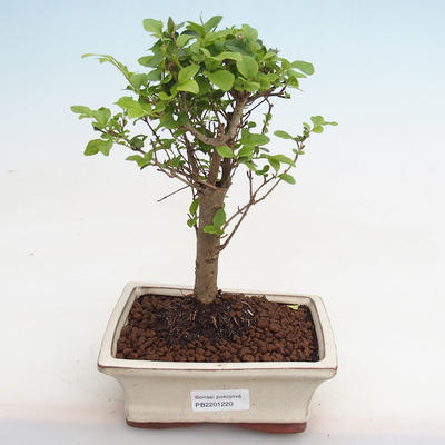 Pokojová bonsai -Ligustrum chinensis - Ptačí zob PB2201220 - 1