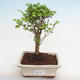 Pokojová bonsai -Ligustrum chinensis - Ptačí zob PB2201220 - 1/3