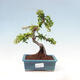 Venkovní bonsai-Pyracanta Teton -Hlohyně - 1/5