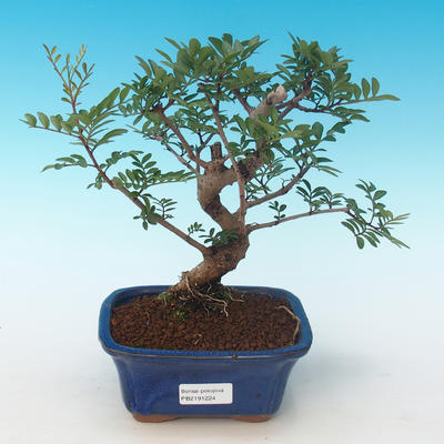 Pokojová bonsai-Pistácie PB2191224 - 1