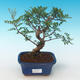 Pokojová bonsai-Pistácie PB2191224 - 1/3