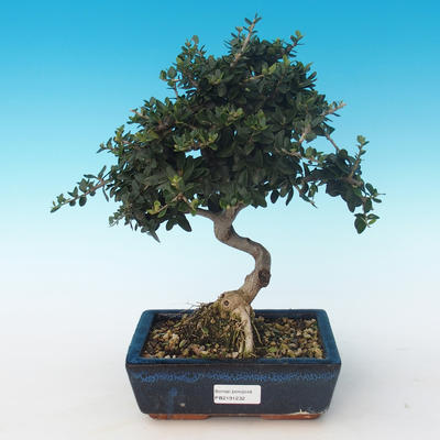 Pokojová bonsai - Olea europaea sylvestris -Oliva evropská drobnolistá PB2191232 - 1