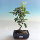 Venkovní bonsai - Malus halliana -  Maloplodá jabloň - 1/5