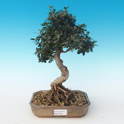 Pokojová bonsai - Olea europaea sylvestris -Oliva evropská drobnolistá PB2191235 - 1