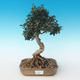 Pokojová bonsai - Olea europaea sylvestris -Oliva evropská drobnolistá PB2191235 - 1/5
