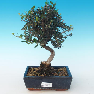 Pokojová bonsai - Olea europaea sylvestris -Oliva evropská drobnolistá PB2191236 - 1