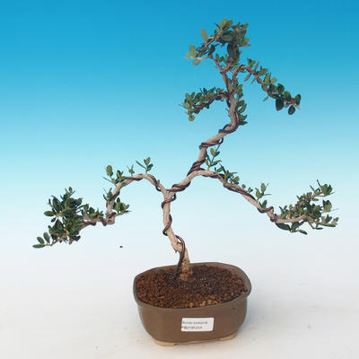 Pokojová bonsai - Olea europaea sylvestris -Oliva evropská drobnolistá PB2191244 - 1