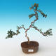 Pokojová bonsai - Olea europaea sylvestris -Oliva evropská drobnolistá PB2191244 - 1/5